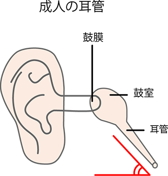 成人の耳管